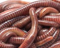 Study: Bait worms a surprisingly valuable marine resource