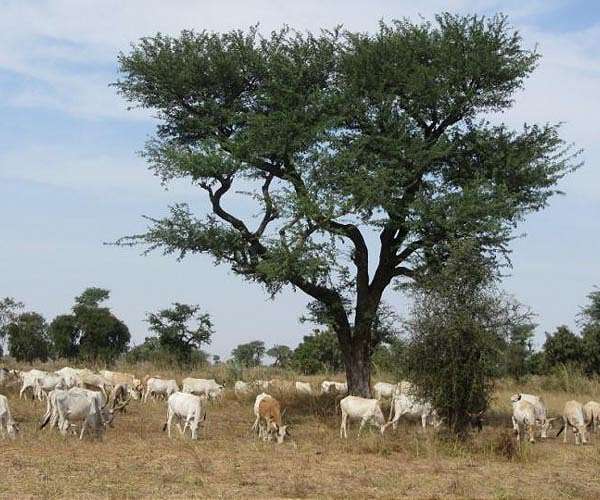 Sudan's historic acacia forest devastated as war fuels logging