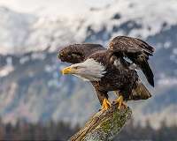 An eagle's gliding ability relies on its wrist movements