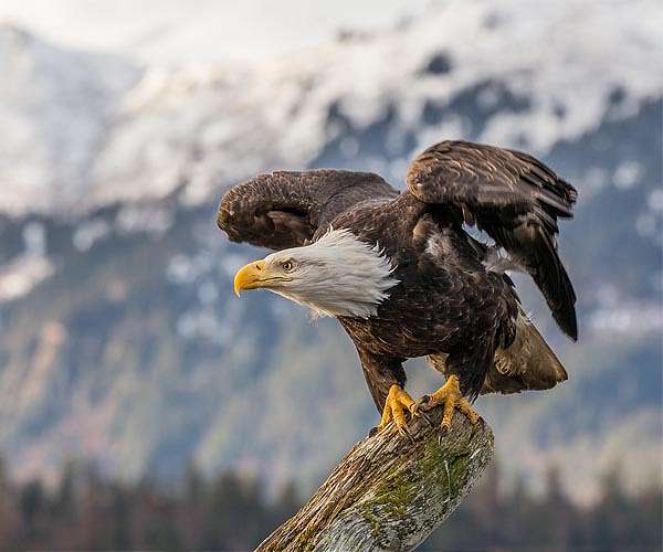 Survey finds 82% of dead eagles with rat poison in their systems