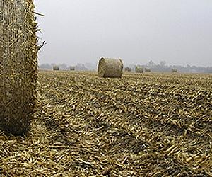 Dividing corn stover makes ethanol conversion more efficient