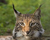 Bahrain pounces on trade in wild animals
