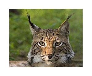 Vets take action to save Poland's lynx