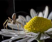 Spiders go ballooning on electric fields