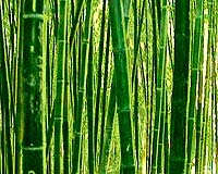 A How-To Guide To Making Bamboo-Structured Carbon Nanotubes