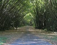 Busy harvest time in China's bamboo forests