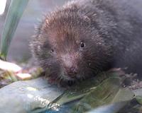 Asian monsoon rains drove mammal evolution