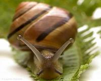 Earliest evidence of snail-eating found in Spain