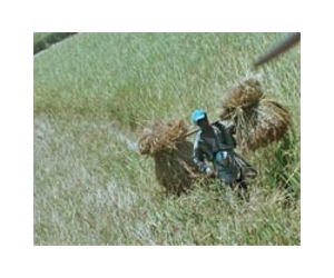 Scientists Launch Global Scheme To Boost Rice Yields While Reducing Damage To Environment