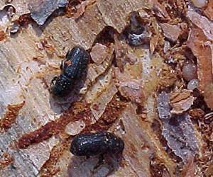 As climate warms, bark beetles march on high-elevation forests