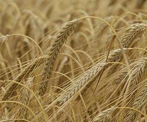 U of M scientist contributes to mapping of barley genome
