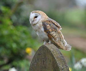 Owl study expands understanding of human stereovision