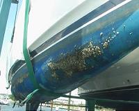 Fighting barnacle buildup with biology