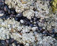 In Chile, rival barnacles keep competition cool