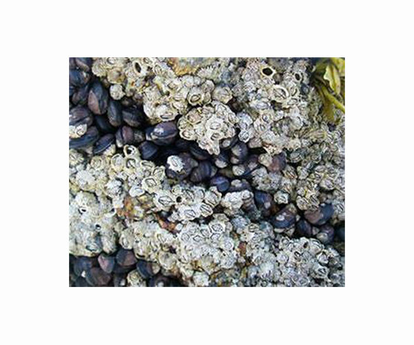 Climate change driving mussel, barnacle, snail declines along Maine coast