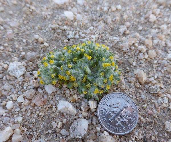 Solar development: super bloom or super bust for desert species?