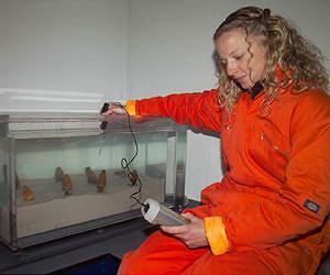 Age matters to Antarctic clams