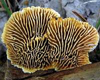 Animal and fungi diversity boosts forest health