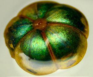 Bioinspired fibers change color when stretched
