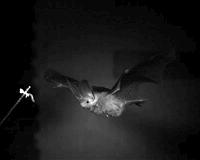 Bats' flight technique could lead to better drones