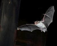 Bats starving to death in Australia drought