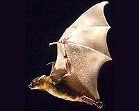 Why Wind Turbines Can Mean Death For Bats