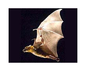 Death In The Bat Caves