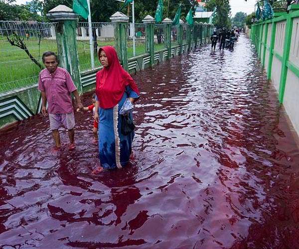 Batik dye causes blood-red flood in Indonesia; Escaped tiger captured