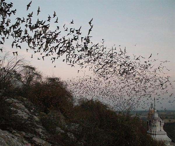 New tools give researchers hope for fungus-ravaged US bats