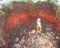 Significant humus loss in forests of the Bavarian Alps