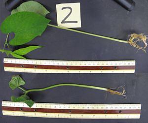 A key to mass extinctions could boost food, biofuel production