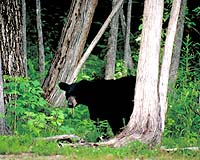 China 'moon bear' agony persists, despite successes