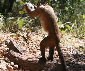 Nut-cracking monkeys use shapes to strategize their use of tools