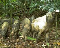 Logged rainforests can be an 'ark' for mammals, extensive study shows