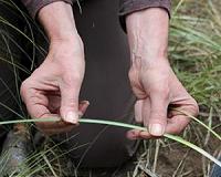 Blended ecological systems yield insight for managing beargrass