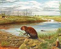 Gnawing beavers could accelerate thawing of Arctic permafrost