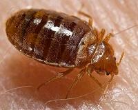 Study: Some bed bugs climb better than others
