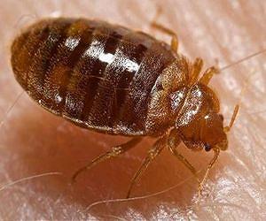 Bed bugs can survive freezing temperatures, but cold can still kill them
