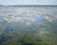 Underwater grass beds have ability to protect and maintain their own health
