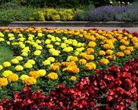 Flowers get better pollination services in the city