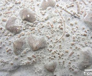 What Triggers a Mass Extinction?