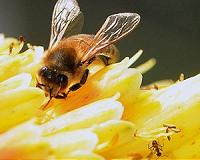 Decline of bees, other pollinators, threatens crop output: UN body