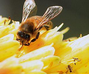 Wanted: Billions of bees for European farms