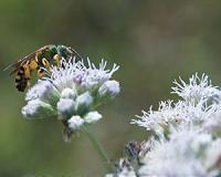 Copper sulfate found to be toxic to stingless bees