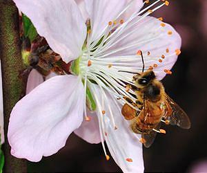 France slaps ban on Swiss pesticide as bee threat