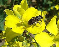 Pollinator Decline Not Reducing Crop Yields Just Yet