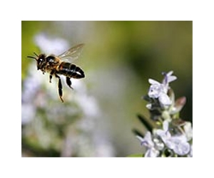 As climate change sets in, plants and bees keep pace