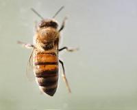 Buzz kill: mass bee deaths sting Russian beekeepers