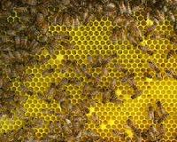 Study strengthens link between neonicotinoids and collapse of honey bee colonies