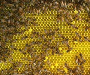 Model of dangerous bee disease in Jersey provides tool in fight against honeybee infections